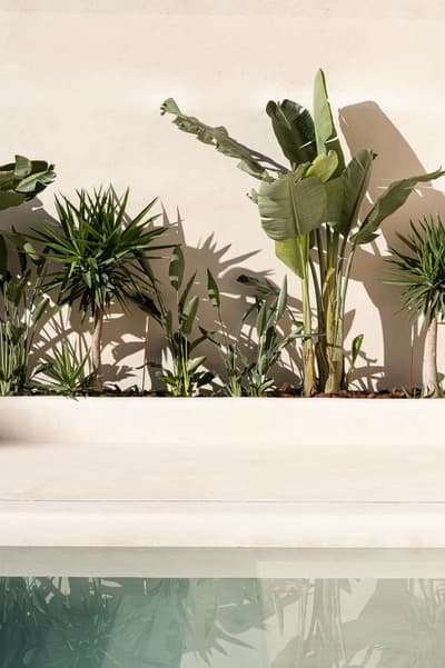 Architectural project - modern landscape, lush plants, minimalist garden, natural elements, sunlit space, tropical plants, architectural plants, planter box, soft shadows, zen garden, modern garden, outdoor oasis, pool area, serene vibe, eco-friendly design, warm tones, outdoor area, green, neutral tones, beige, light tones, biophilic design, clean lines, nature-inspired, Mediterranean style, greenery, sleek design, calm atmosphere, spa-like, relaxation corner