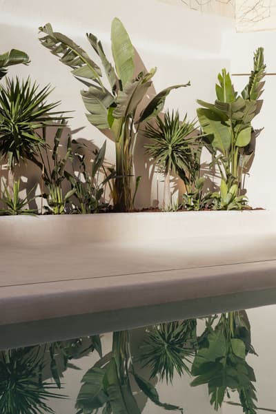 Architectural project - lush plants, tropical plants, architectural garden, minimalist landscaping, pool area, wellness space, spa retreat, eco-friendly design, relaxation area, natural light, green, neutral tones, modern aesthetic, natural setting, sunlight, leisure space, serene atmosphere, contemporary design, calming space, minimalist design, biophilic design, clean lines, white walls, simple elegance, white, plaster, tranquil vibe, greenery, vacation home, plaster walls, lush greenery, sustainable living, smooth finish, ceramic
