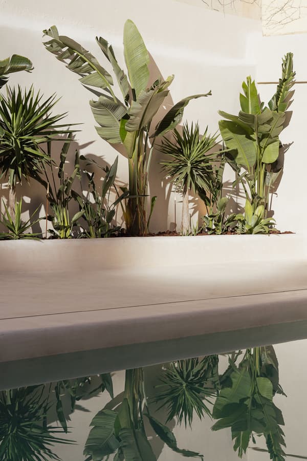 Architectural project - lush plants, tropical plants, architectural garden, minimalist landscaping, pool area, wellness space, spa retreat, eco-friendly design, relaxation area, natural light, green, neutral tones, modern aesthetic, natural setting, sunlight, leisure space, serene atmosphere, contemporary design, calming space, minimalist design, biophilic design, clean lines, white walls, simple elegance, white, plaster, tranquil vibe, greenery, vacation home, plaster walls, lush greenery, sustainable living, smooth finish, ceramic
