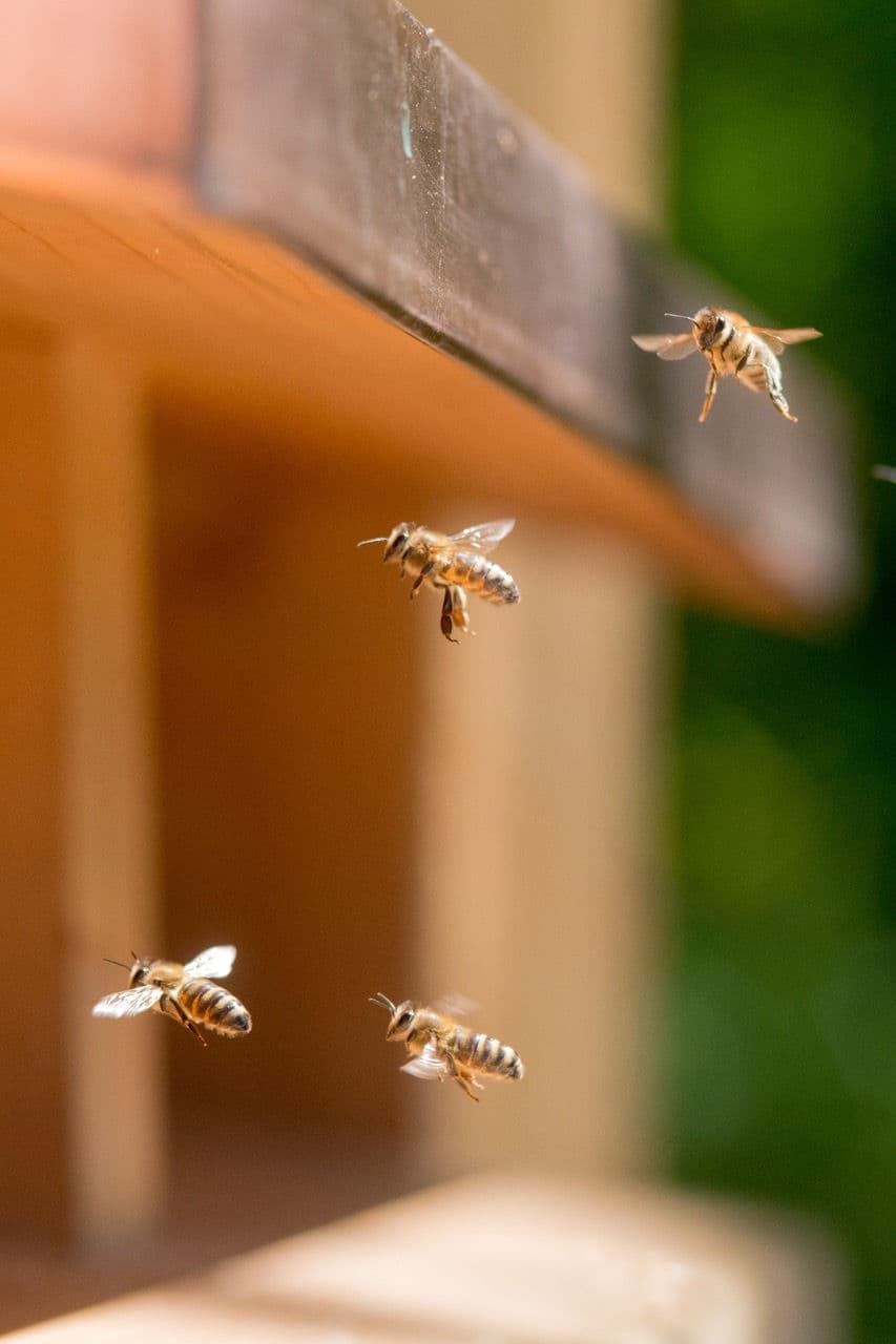 Architectural project - DIY project, outdoor environment, natural world, rural aesthetic, beehive, apiary, bees, beekeeping, urban beekeeping, insect habitat, pollinators, ecological garden, backyard beekeeping, honey production, wooden box, natural ecosystem, wildlife garden, bee conservation, apiary setup, environmental impact, pollination, eco habitat, garden innovation, outside, natural materials, rustic touch, sustainable design, warm tones, timber structure, beige, light wood, golden, functional design, eco friendly, outdoor structure, exterior, wood structure, earth tones, green living, natural texture, garden feature, unfinished wood, biodiversity, nature setting