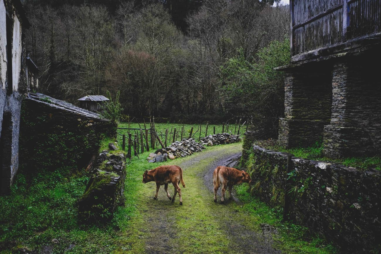 Architectural project - tranquil scene, peaceful environment, forest backdrop, natural hues, rustic landscape, pastoral setting, sustainable farming, farmland, natural materials, wood, outdoor space, green, brown, rustic charm, serene atmosphere, green landscape, stone, rural living, earthy tones, organic materials, stone wall, lush greenery, rural retreat, natural beauty