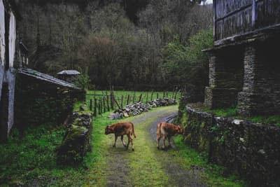 Architectural project - tranquil scene, peaceful environment, forest backdrop, natural hues, rustic landscape, pastoral setting, sustainable farming, farmland, natural materials, wood, outdoor space, green, brown, rustic charm, serene atmosphere, green landscape, stone, rural living, earthy tones, organic materials, stone wall, lush greenery, rural retreat, natural beauty