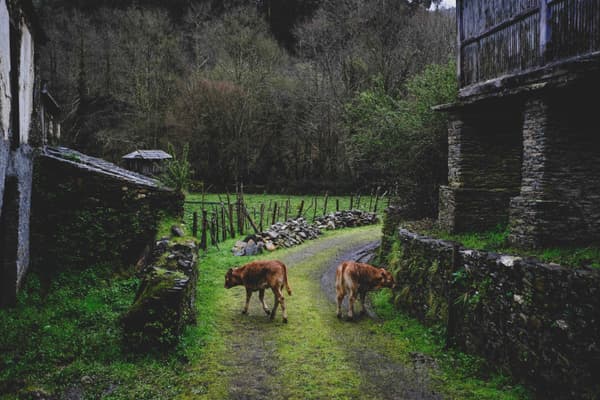 Architectural project - tranquil scene, peaceful environment, forest backdrop, natural hues, rustic landscape, pastoral setting, sustainable farming, farmland, natural materials, wood, outdoor space, green, brown, rustic charm, serene atmosphere, green landscape, stone, rural living, earthy tones, organic materials, stone wall, lush greenery, rural retreat, natural beauty