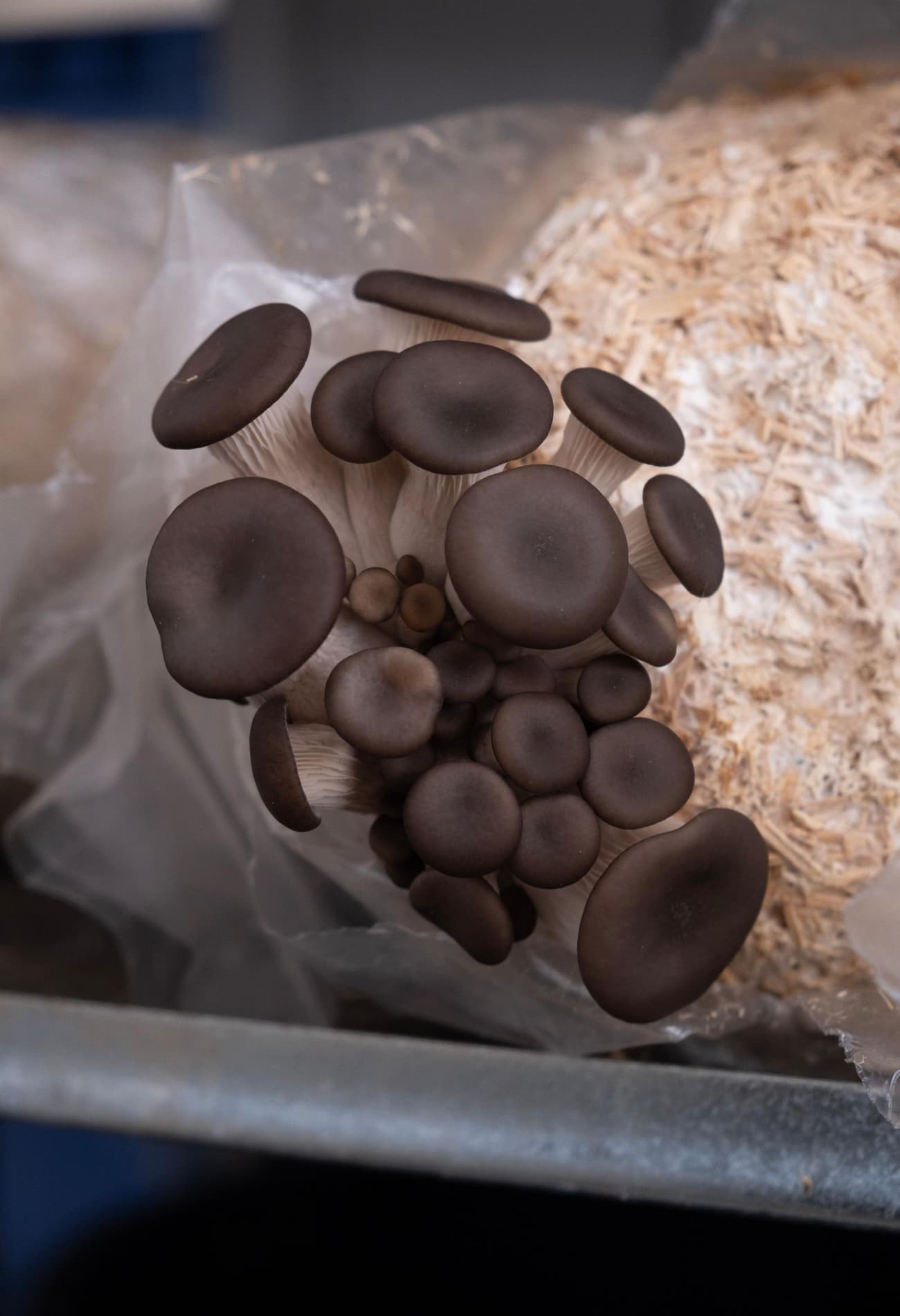Architectural project - urban agriculture, indoor garden, natural growth, sustainable agriculture, dark brown, eco-conscious, recycled materials, neutral tones, beige, rustic vibe, natural textures, circular design, earthy textures, earthy colors