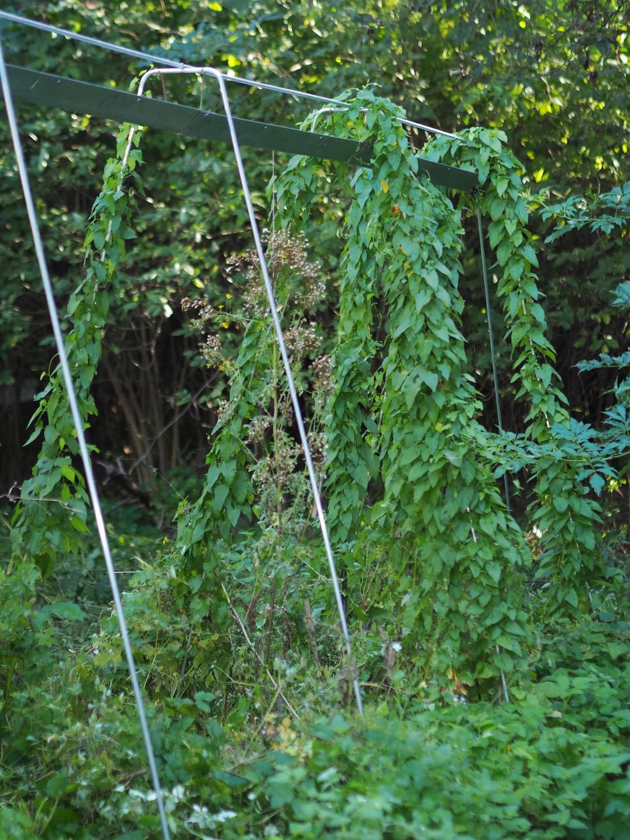 Architectural project - green oasis, garden architecture, urban farming, rustic garden, integration with nature, natural growth, climbing plants, sustainable garden, modern garden, garden installation, eco-friendly design, metal frame, outdoor space, green, natural setting, natural textures, organic design, biophilic design, green landscape, nature-inspired, garden design, landscape design, lush greenery, vertical garden, plant wall